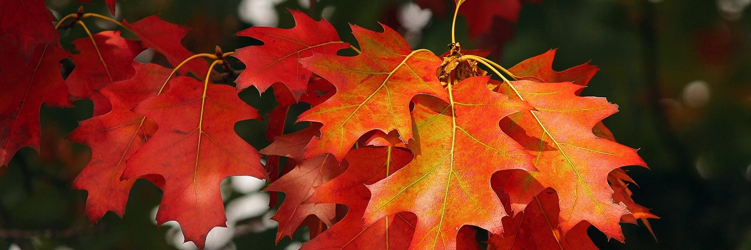 News und Inspiration für den Herbst aus Deutschland