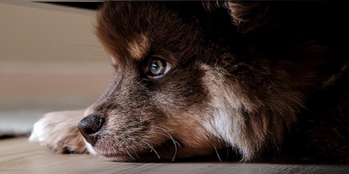 urlaub hund banner